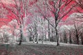 Infrared view of foilage and trees shot with 665 nanometer converted dedicated camera