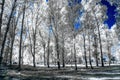 Infrared view of foilage and trees shot with 665 nanometer converted dedicated camera Royalty Free Stock Photo