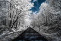 Infrared view of trees along a road under blue skies with white