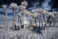 Infrared wetland landscape Royalty Free Stock Photo