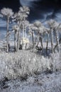 Infrared wetland landscape Royalty Free Stock Photo