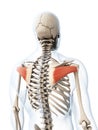 The infraspinatus muscle Royalty Free Stock Photo