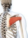 The infraspinatus muscle Royalty Free Stock Photo