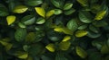close up green leaves in autumn for web design and backgrounds Royalty Free Stock Photo