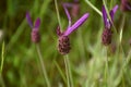 Dark purple flowers of Lavandula stoechas.