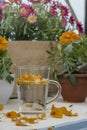 The infusion of the petals Tagetes Royalty Free Stock Photo