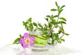 Infusion from the Rockrose or Cistus albidus Royalty Free Stock Photo