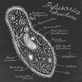 Infusoria Hand drawn Image Royalty Free Stock Photo