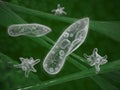 Infusoria paramecium protozoa Royalty Free Stock Photo