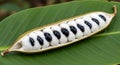 Inga edulis fruit also known as ice cream bean opened up on leaf Royalty Free Stock Photo