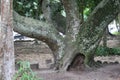 Inga laurina, art photography, brazil endemic species. Parque lage, Rio de Janeiro