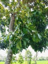 The Ingas tree with its lush leaves and flower stalks whose flowers have fallen off.