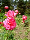 Inge Horstmann Rose Royalty Free Stock Photo