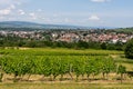 Ingelheim, Rhein, Germany during summertime Royalty Free Stock Photo