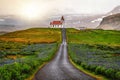 Ingjaldsholl church in Iceland and lupine flowers
