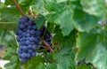Ingle bunch of ripe red wine grapes hanging on a vine on green leaves Royalty Free Stock Photo