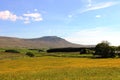 Ingleborough across buttercup meadow near Ivescar Royalty Free Stock Photo