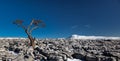 Panorama. Knarled tree looking across to Ingleborough