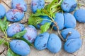 Inglorious plums Royalty Free Stock Photo