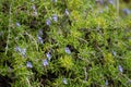 Ingredient of aromatic kitchen herbs of Provence rosemary plant in blossom