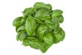 Ingredient for Caprese salad. Bunch of Basil herb leaves isolated on white background. Royalty Free Stock Photo