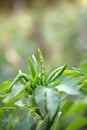 The daily ingredient Chaotian pepper grows on the branches