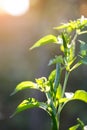 The daily ingredient Chaotian pepper grows on the branches