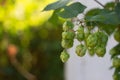 Ingredient for making yeast and beer, green climbing plant hops, selective focus.