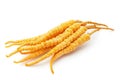 Ingredient used in Traditional Chinese Medicine on white background - Cordyceps sinensis (caterpillar fungus