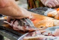 Ingredients for cooking fish soup while camping. The process of cutting fish