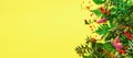 Ingredients of herbal alternative medicine, holistic and naturopathy approach on yellow background. Herbs, flowers for herbal tea