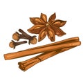 Ingredients of stars anise, cloves and cinnamon vector isolated white background