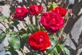 A large field of Ingrid Bergman Rose on the farm Royalty Free Stock Photo