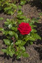 Ingrid Bergman Rose Royalty Free Stock Photo