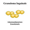 Inguinal granuloma. Bacterial infections. Sexually transmitted diseases. Infographics. Vector illustration on isolated