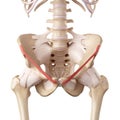 The inguinal ligament