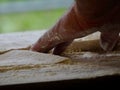 Ingwiller, France - June 9 2018 : World's Longest Flammekueche, Record-Breaking Tarte FlambÃ©e Event in Alsace