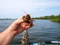 Inhabitant of freshwater crayfish Royalty Free Stock Photo