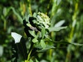 The inhabitant of this rose is called rosette willow or rosary willow Rhabdophaga rosaria. The outgrowth resembles a rose flower Royalty Free Stock Photo