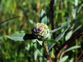 The inhabitant of this rose is called rosette willow or rosary willow Rhabdophaga rosaria. The outgrowth resembles a rose flower Royalty Free Stock Photo