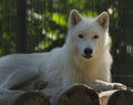 Inhabitant of the Siberian zoo