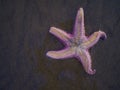 The inhabitant of the underwater world is a pale pink starfish. Dark background. Live nature. Environmental protection, scuba Royalty Free Stock Photo