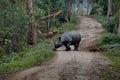 Inhabitants of Kaziranga National Park. White rhino Royalty Free Stock Photo