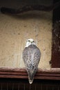 Inhabitants of the Park of birds in the Kaluga region