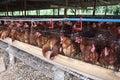 Battery hens in small cages