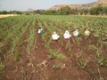 Inidan sugarcane farming photo . indian ladies is removing unwanted grass in the sugracane farm