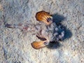 Inimicus filamentosus, also known as the filament-finned stinger, underwater photo into the Red Sea Royalty Free Stock Photo