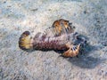 Inimicus filamentosus, also known as the filament-finned stinger, underwater photo into the Red Sea Royalty Free Stock Photo