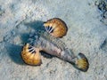 Inimicus filamentosus, also known as the filament-finned stinger, underwater photo into the Red Sea Royalty Free Stock Photo