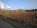 An inimitable rare seasonal view of a rural ploughed and partially cut sugarcane net fenced agricultural farm